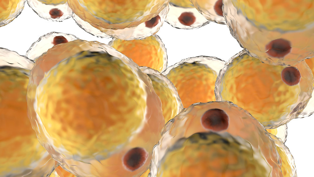 The Biochemical Impact of High Carb Intake on Adipose Tissue: Unraveling the Mitochondrial Conundrum